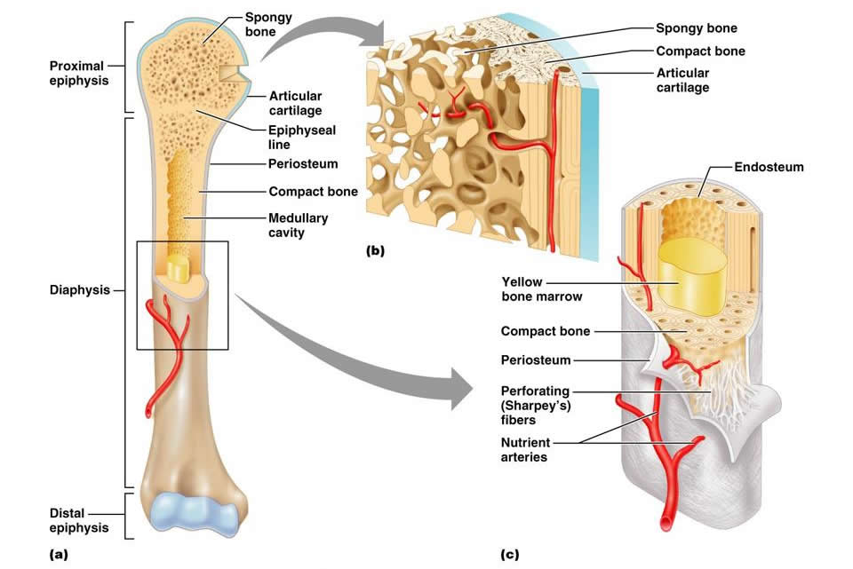 4-1 Bone as a Living Tissue - Anatomy & Physiology